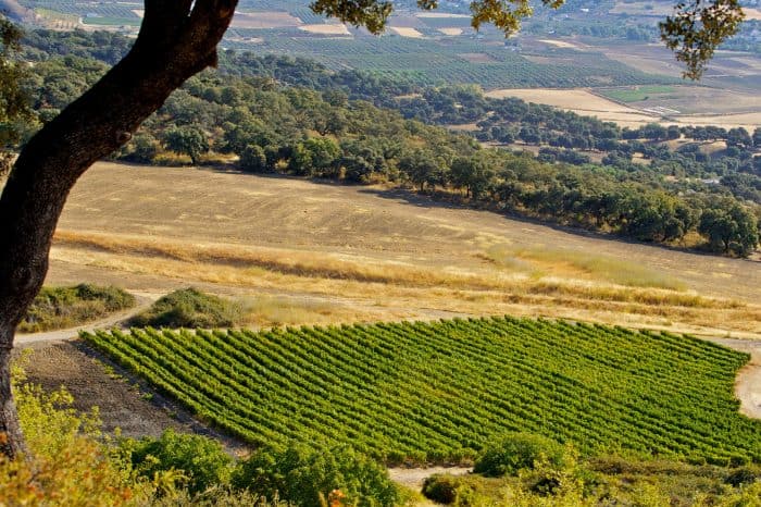 Winery Tour with Tapas and Ronda Free Time