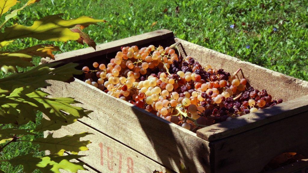 wine tour ronda