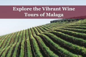 wine tours malaga