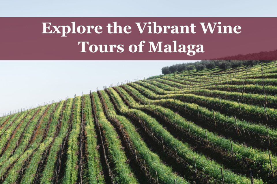wine tours malaga